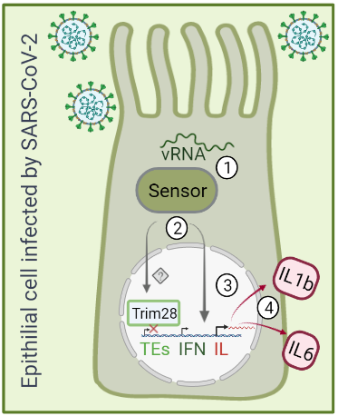 Transposable elements regulation in response to viral infection