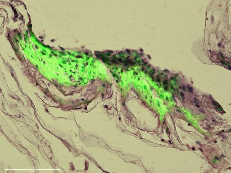 cultivation-of-bovine-stem-cells.jpg