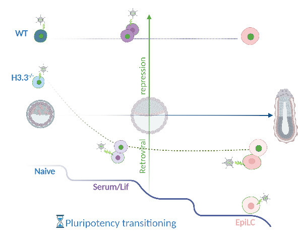 shlezlab-pluripotency-transitioning.jpg