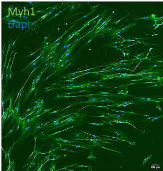genetically-engineered-stem-cells.jpg