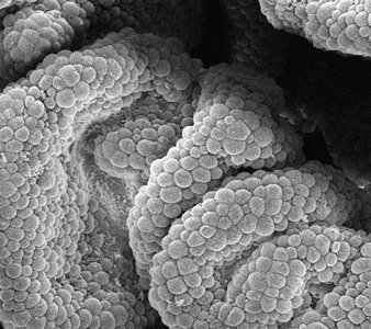 microscope