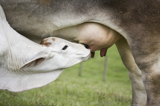 sameer-mabjeesh-udder.jpg