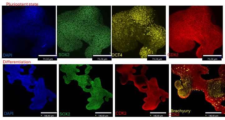 shlezlab-bovine-pluripotent-stem-cells.png