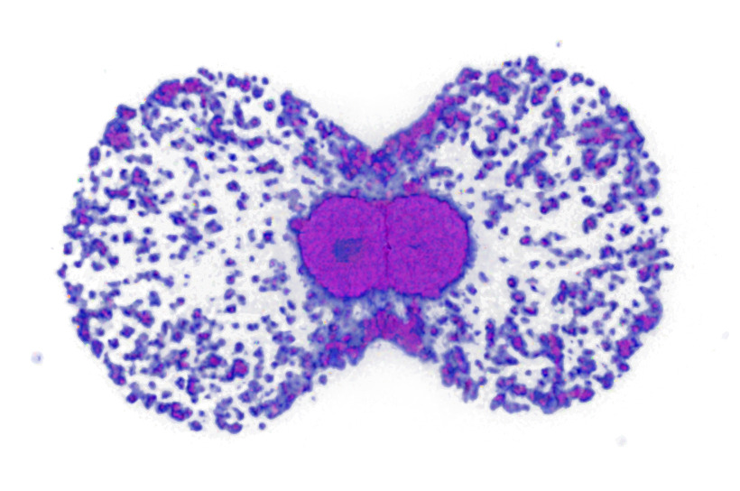 cell-division-colored.jpg