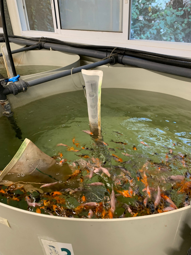 lior-david-research-image-koi-fish-group.jpg