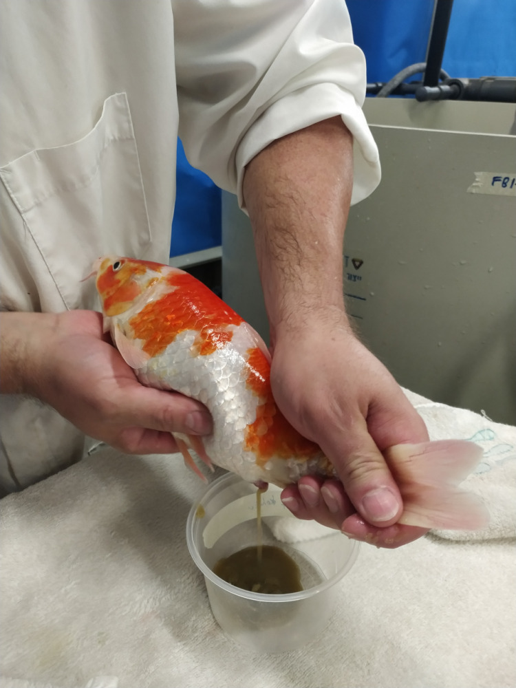 lior-david-research-image-koi-spawning.jpg