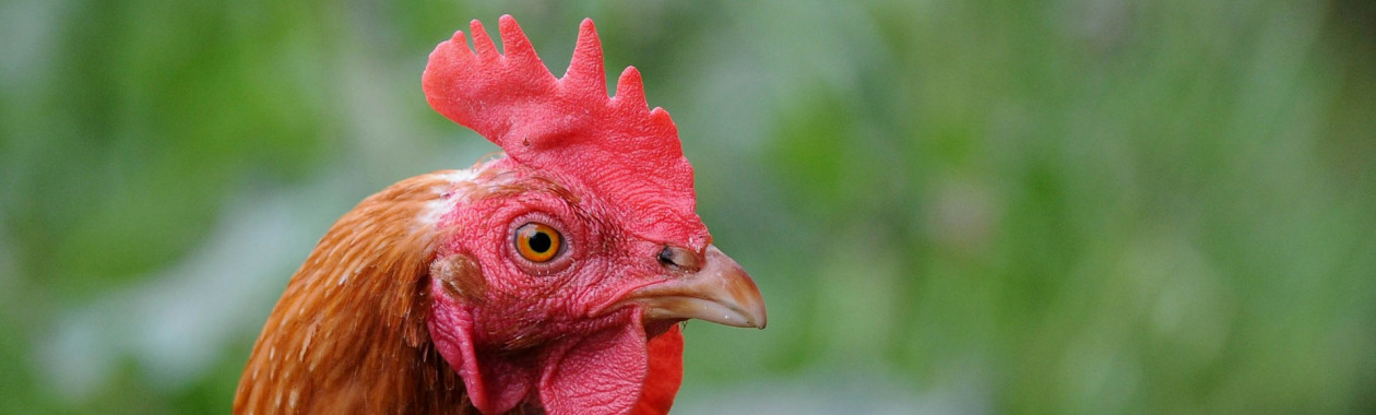 chicken-banner.jpg