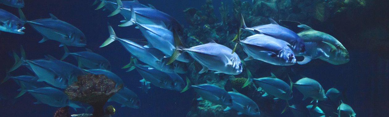 fish-banner.jpg