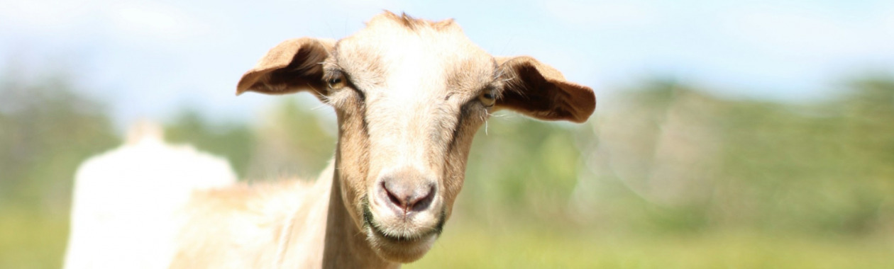 goat-banner.jpg