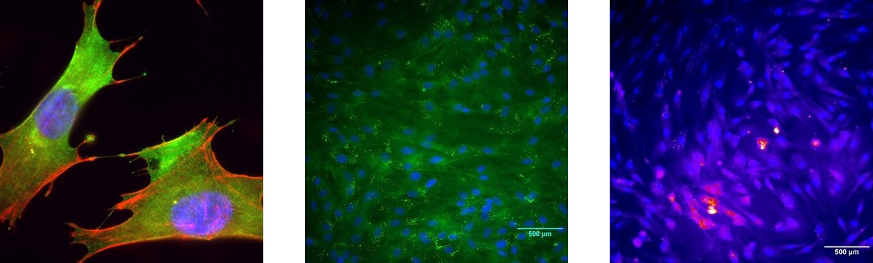 schleslab-banner-cells.jpg schleslab-banner-cells.jpg