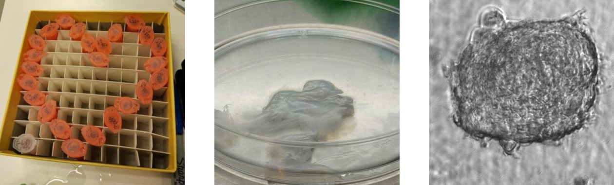 schleslab-banner-lab.jpg schleslab-banner-lab.jpg