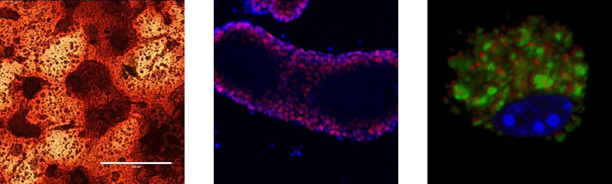 schleslab-banner-simulation.jpg schleslab-banner-simulation.jpg